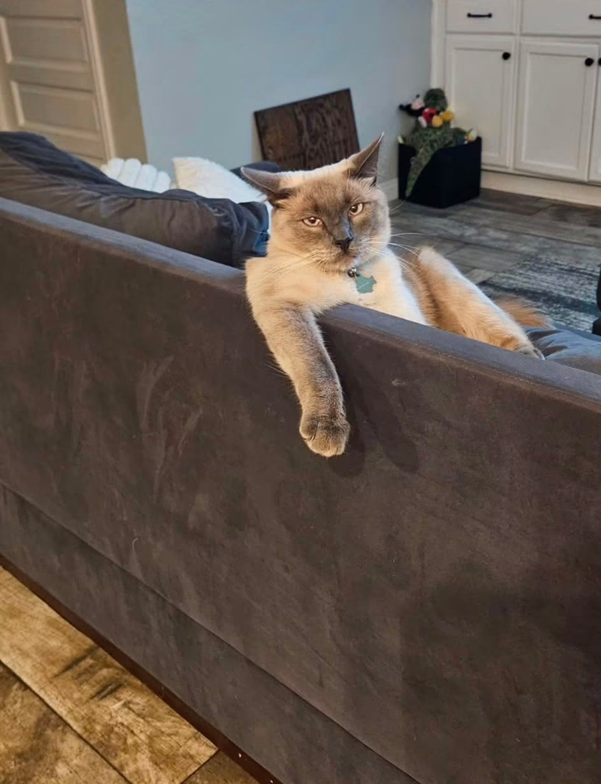 Hesperia CA: lost Siamese cat.