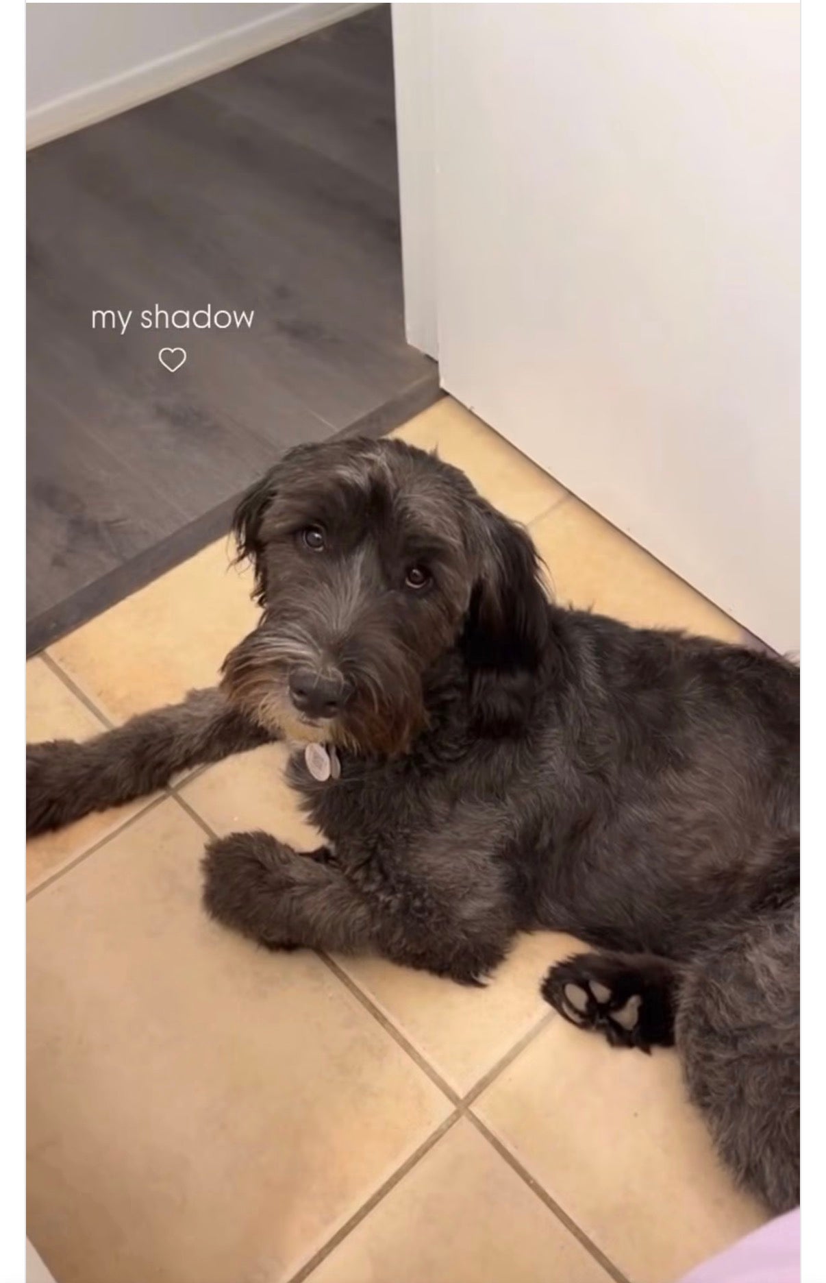 Please help find my pup Hesperia Ca