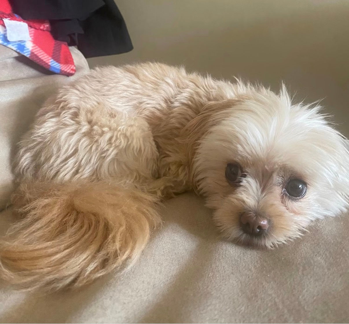 Urgent help needed find Milady Riverside Ca